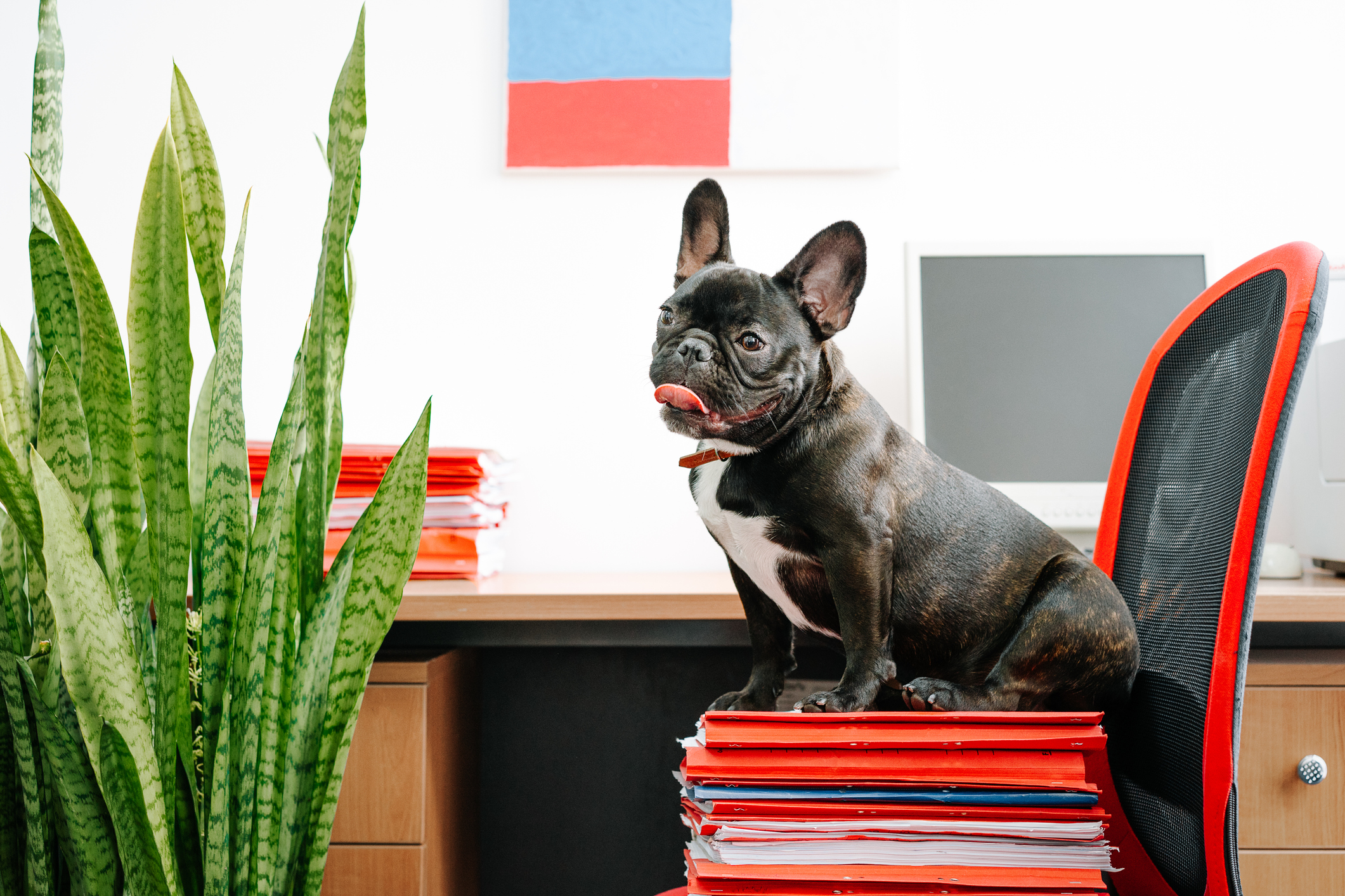what plants are bad for french bulldogs? 2