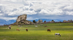 Brush Creek Ranch Horses Grazing