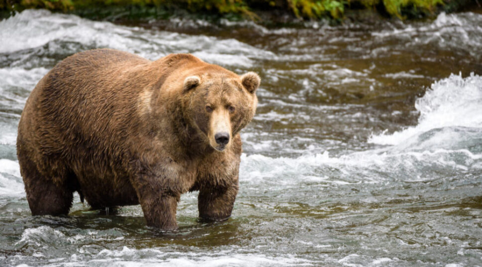 Fat Bear Week Is Here. Who Will Be the King (or Queen) of Katmai National Park?