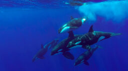 travel-killer-whales-southern-california