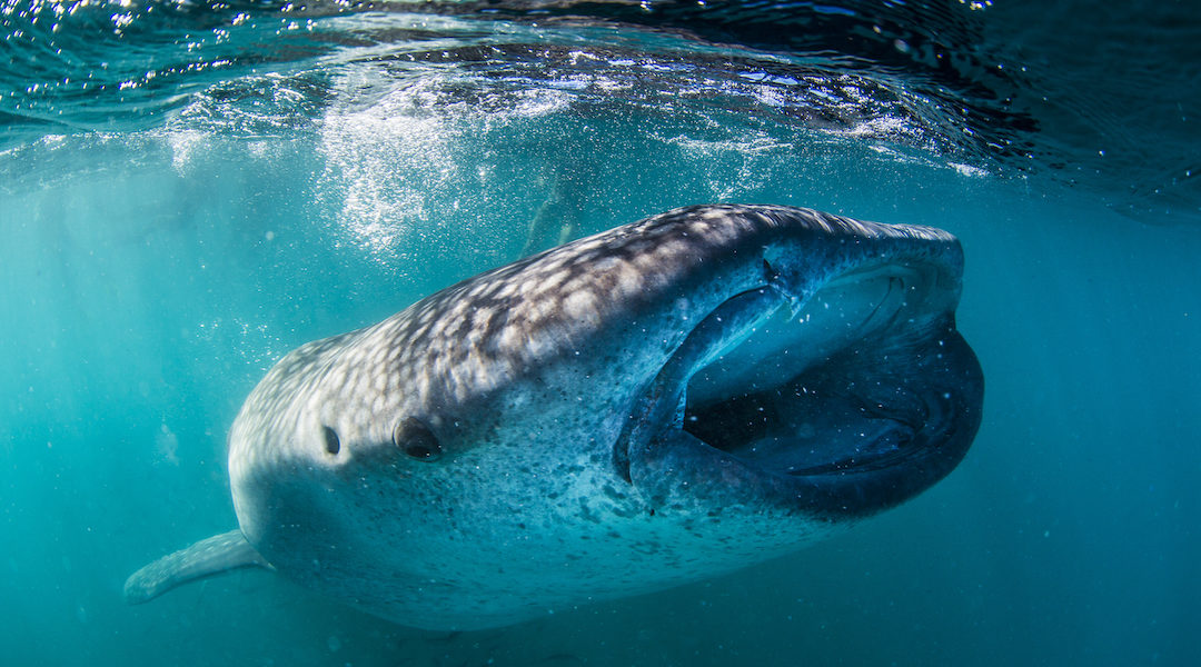 Whale sharks migrate through La Paz in Baja California