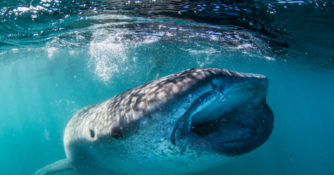 Whale sharks migrate through La Paz in Baja California