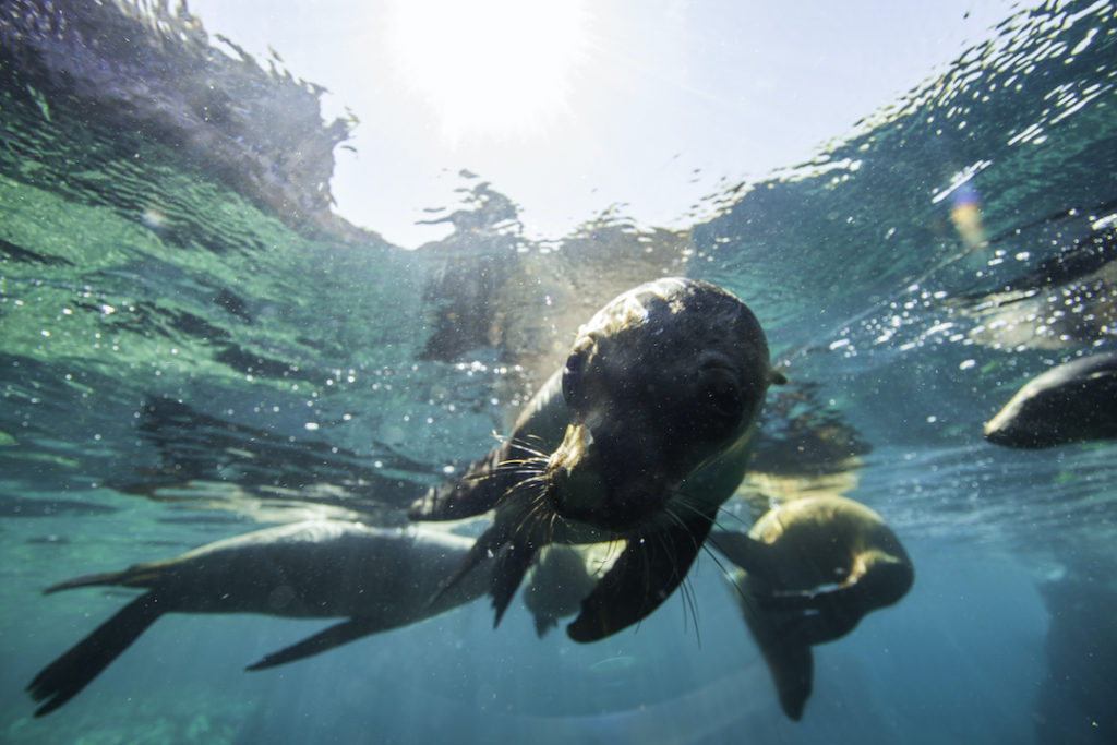 Sea lions play in La Paz