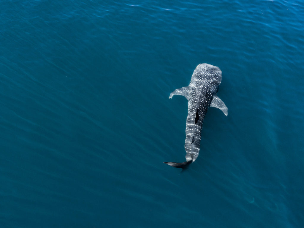 Whale shark swims outside La Paz