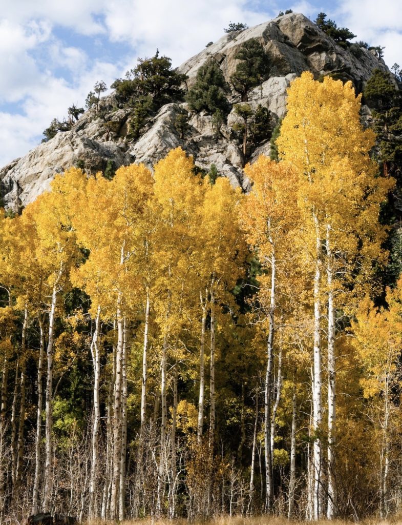 June Lake's birch trees turn vibrant yellow in the fall