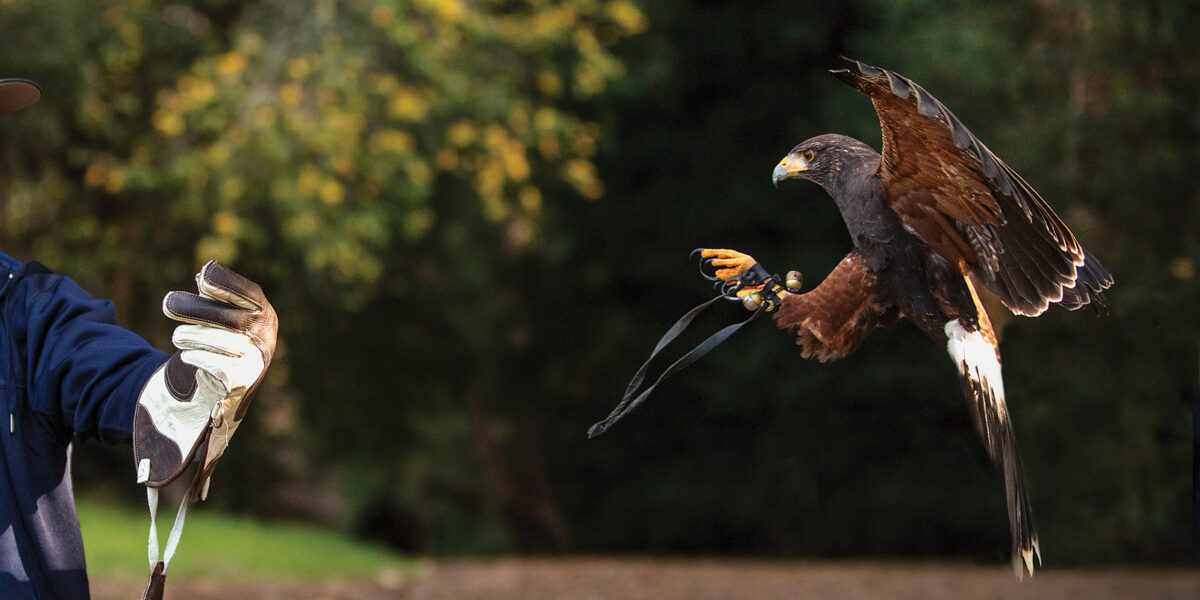 Birds of Prey Are More Important Than You Think. Here’s Why.