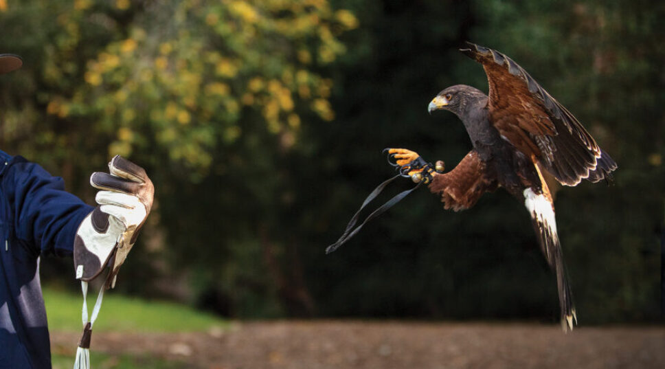 Birds of Prey Are More Important Than You Think. Here's Why.