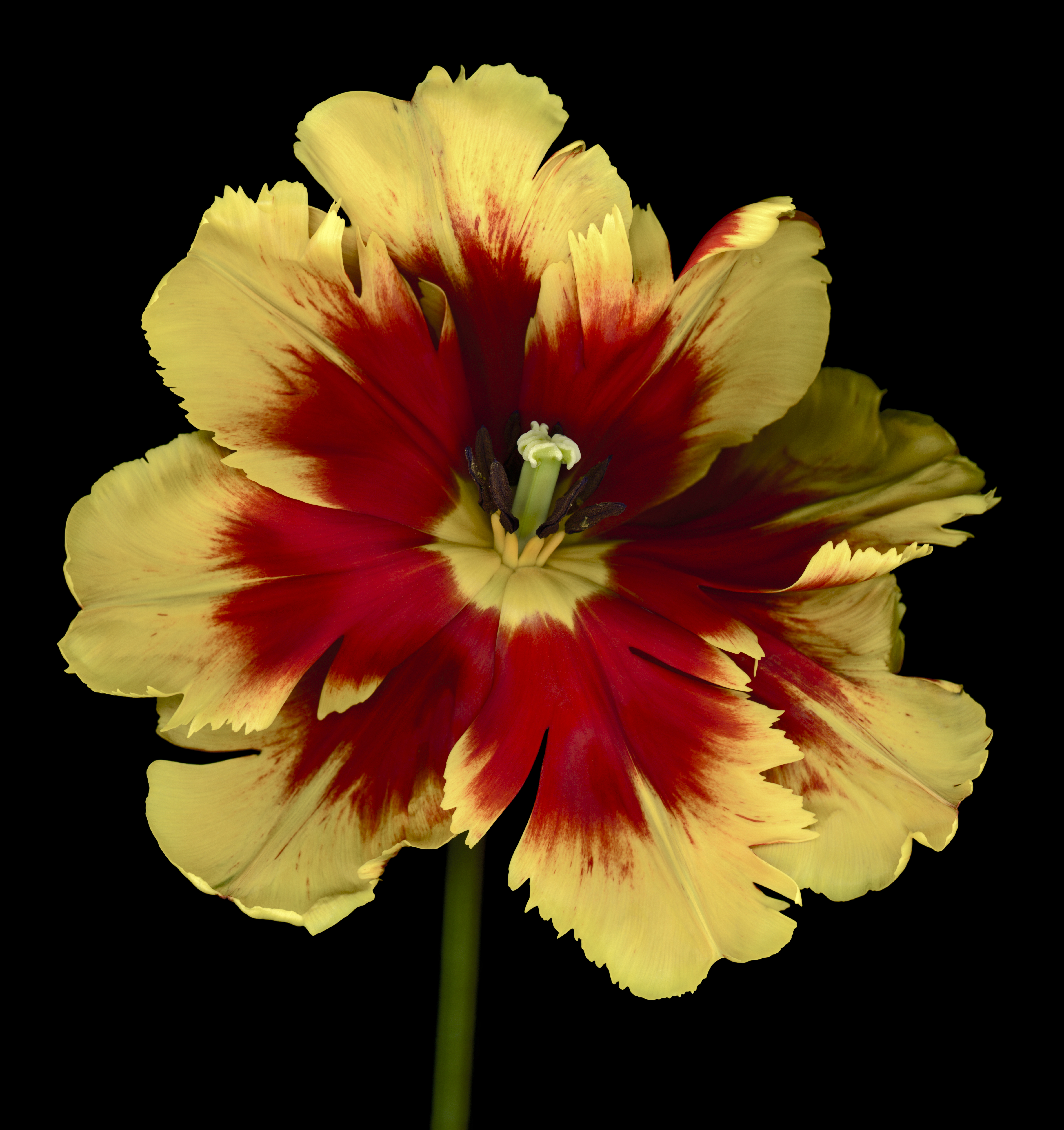 Fringed or Crispa Tulip, Fancy Frills - Bulbs for Fall Planting
