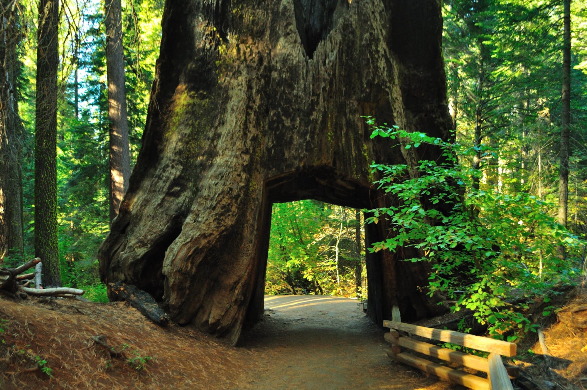 Meet The Oldest Trees In The World Right Here In The West Sunset Sunset Magazine