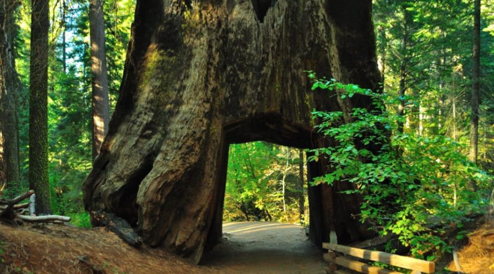 Meet Pando, Methuselah, and More of the World's Oldest Trees—Right Here in the West
