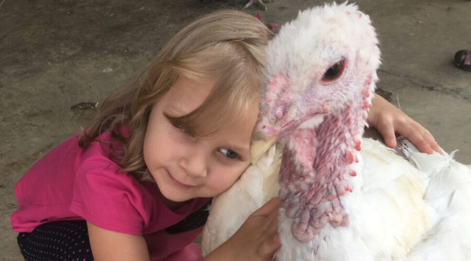 I Tried Turkey Cuddle Therapy, and Here's What I Learned