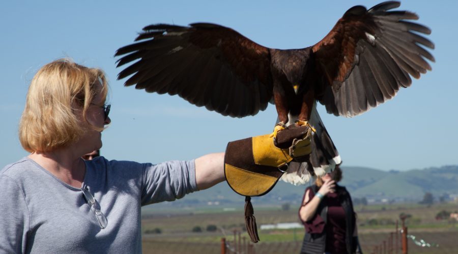 Woman holding a falcon at Bouchaine Vineyards on a California Wine Country tour