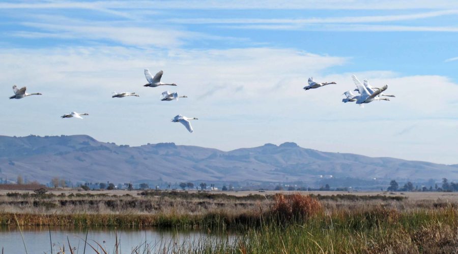 Birds flying across the Napa-Sonoma Marshes Wildlife Area on California wine country tours