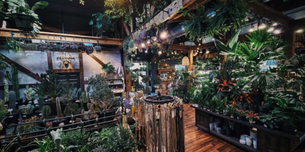 5 Unlikely Houseplants Western Nurseries Are Obsessed With Right Now