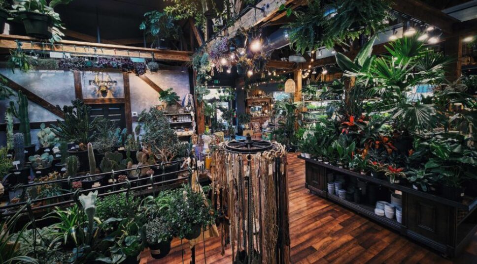 5 Unlikely Houseplants Western Nurseries Are Obsessed With Right Now