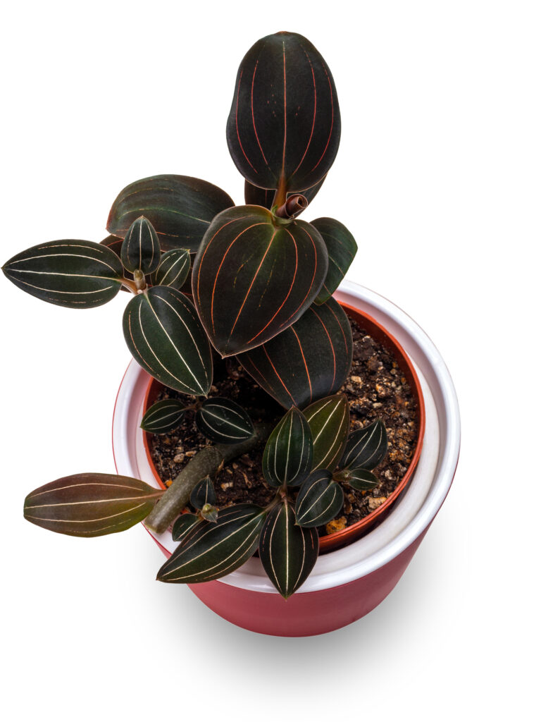 Jewel Orchid