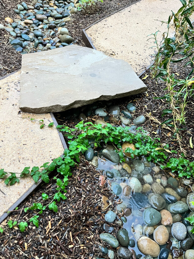 Urban Farms LA Rain Garden in Baldwin Vista