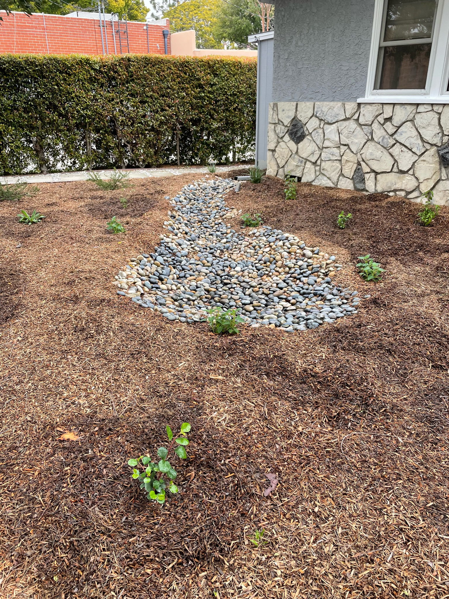 Urban Farms LA Rain Garden in Culver City