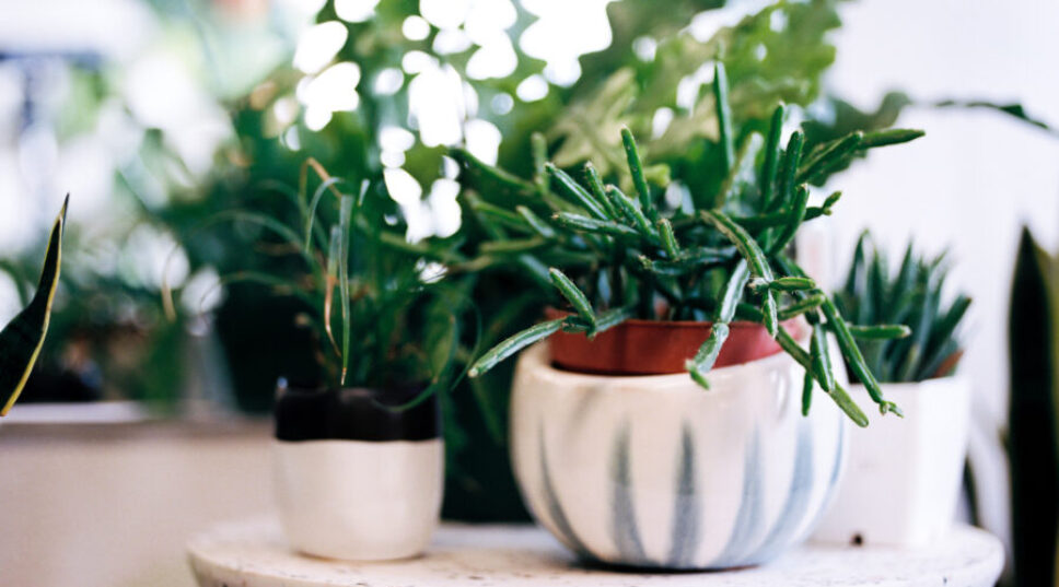 Here's Exactly How to Prevent Your Plants from Dying When You're on Vacation