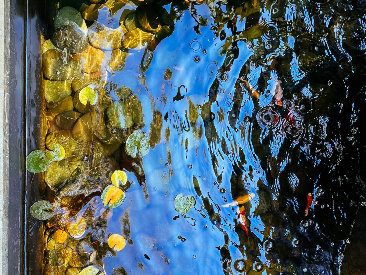 Koi Pond