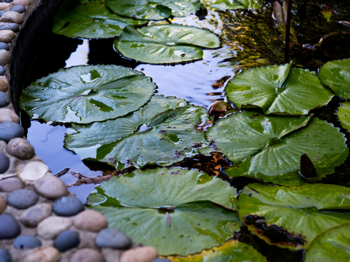 Water Lillies on Pond