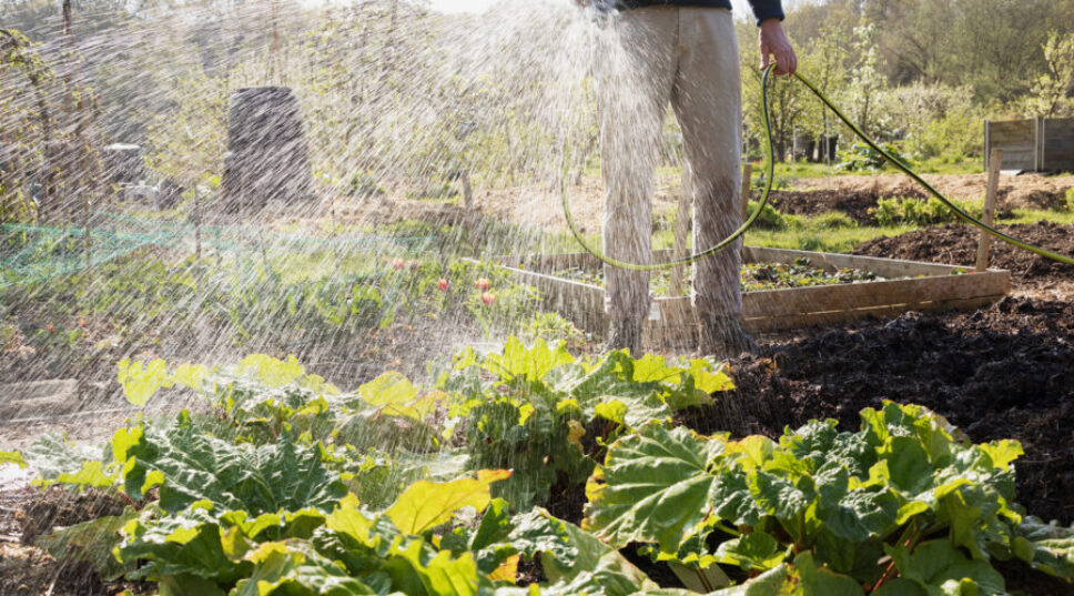 This Hose Is Guaranteed to Last for Life, and You Can Drink out of It (Which Is Why I Have Two)