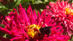 Pollinator Bee on a Zinnia