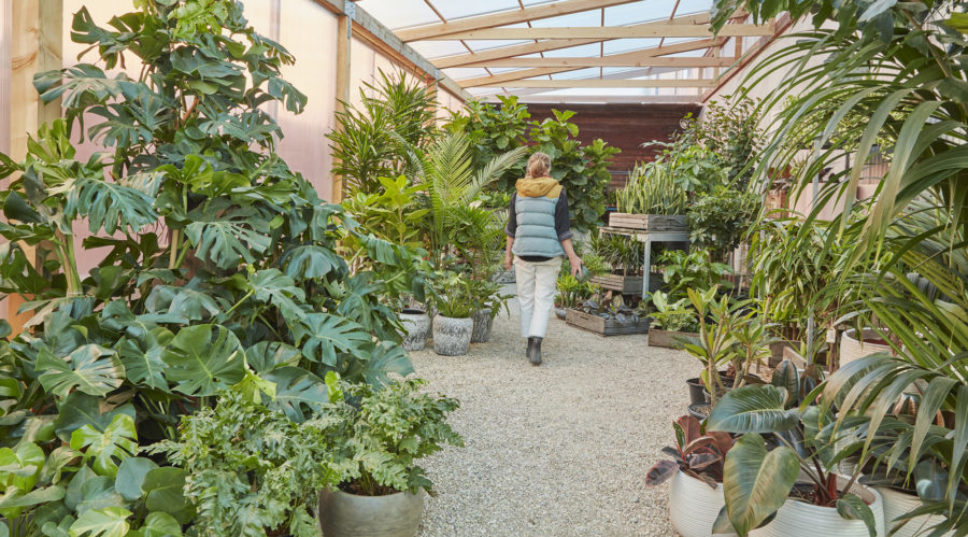 I’m a Garden Editor, and Here’s What I Always Do Before Buying a Houseplant