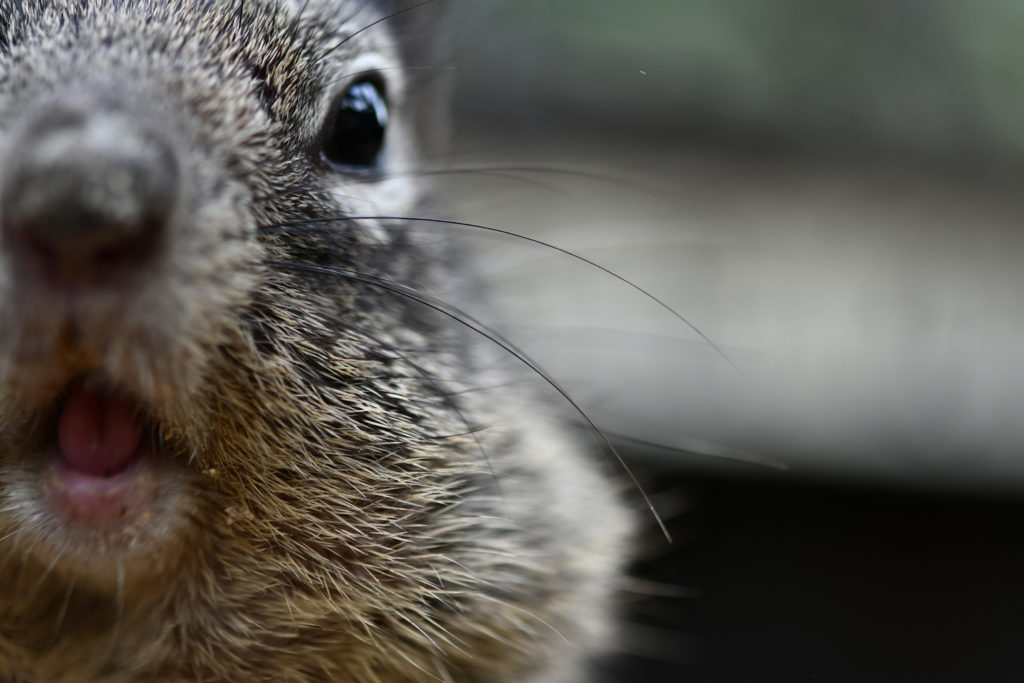Close up squirrel