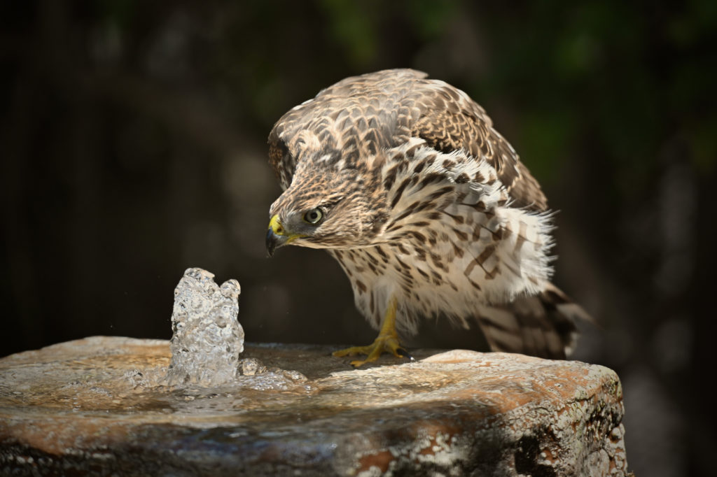 hawk in bird bath