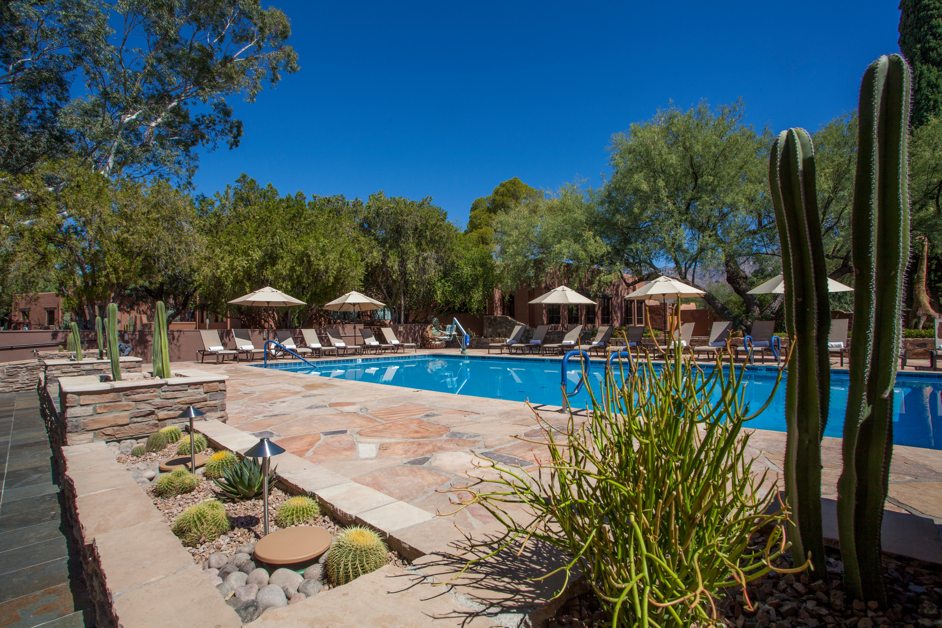 Swimming pool in Arizona behind potted Cacti.