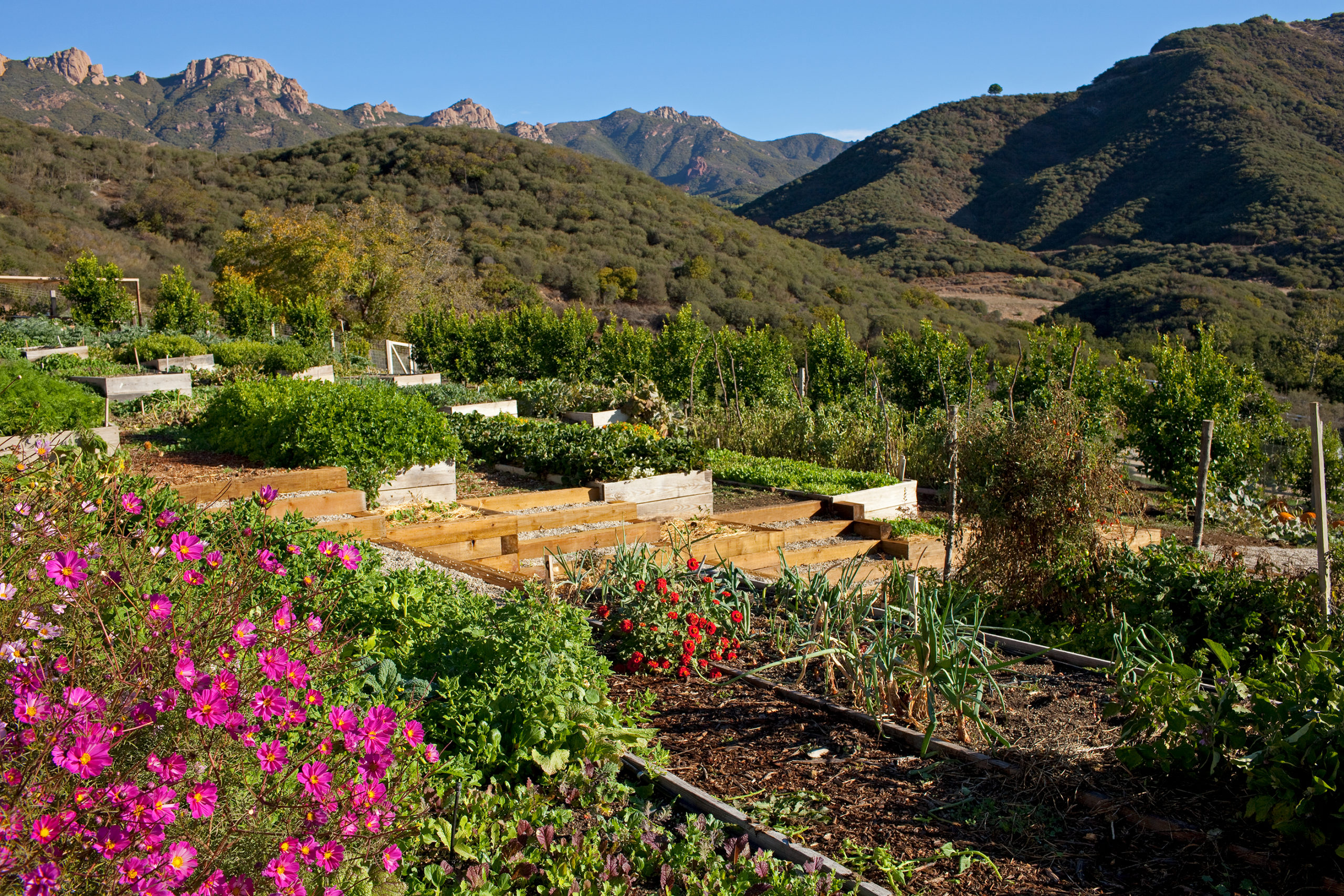 Garden overlooking the Malibu hillside.