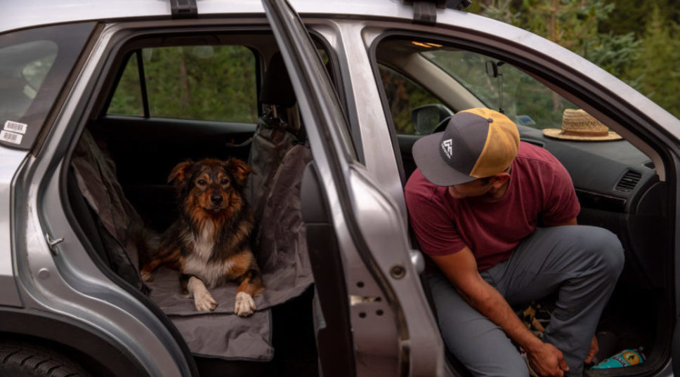 How to Road Trip with Your Pet: The Best Routes, Tricks, and Tools