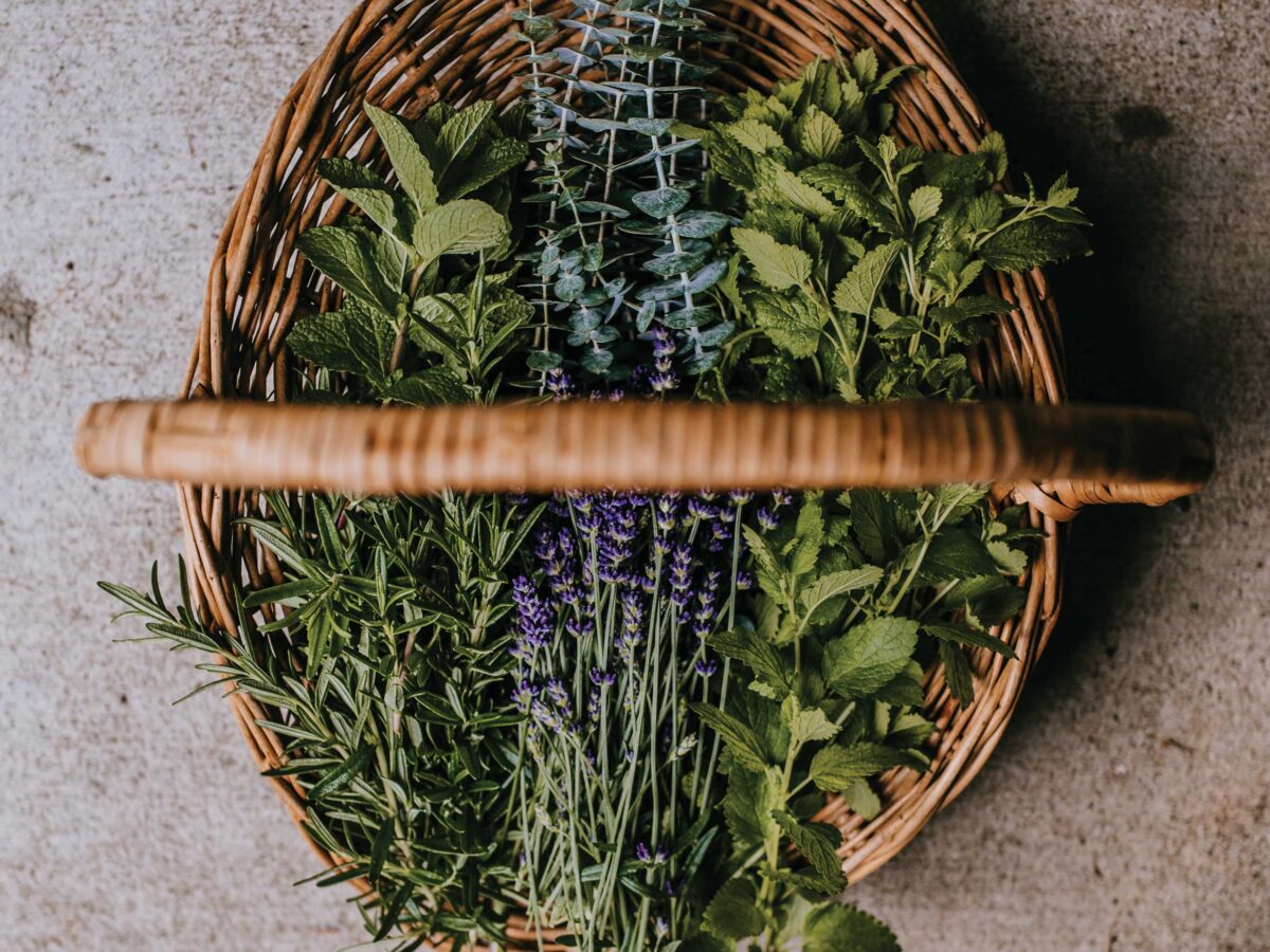 Basket Full of Harvested Herbs