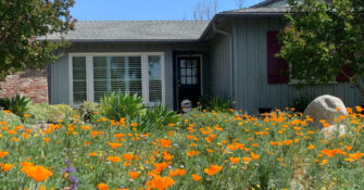 Wildflowers Lawn