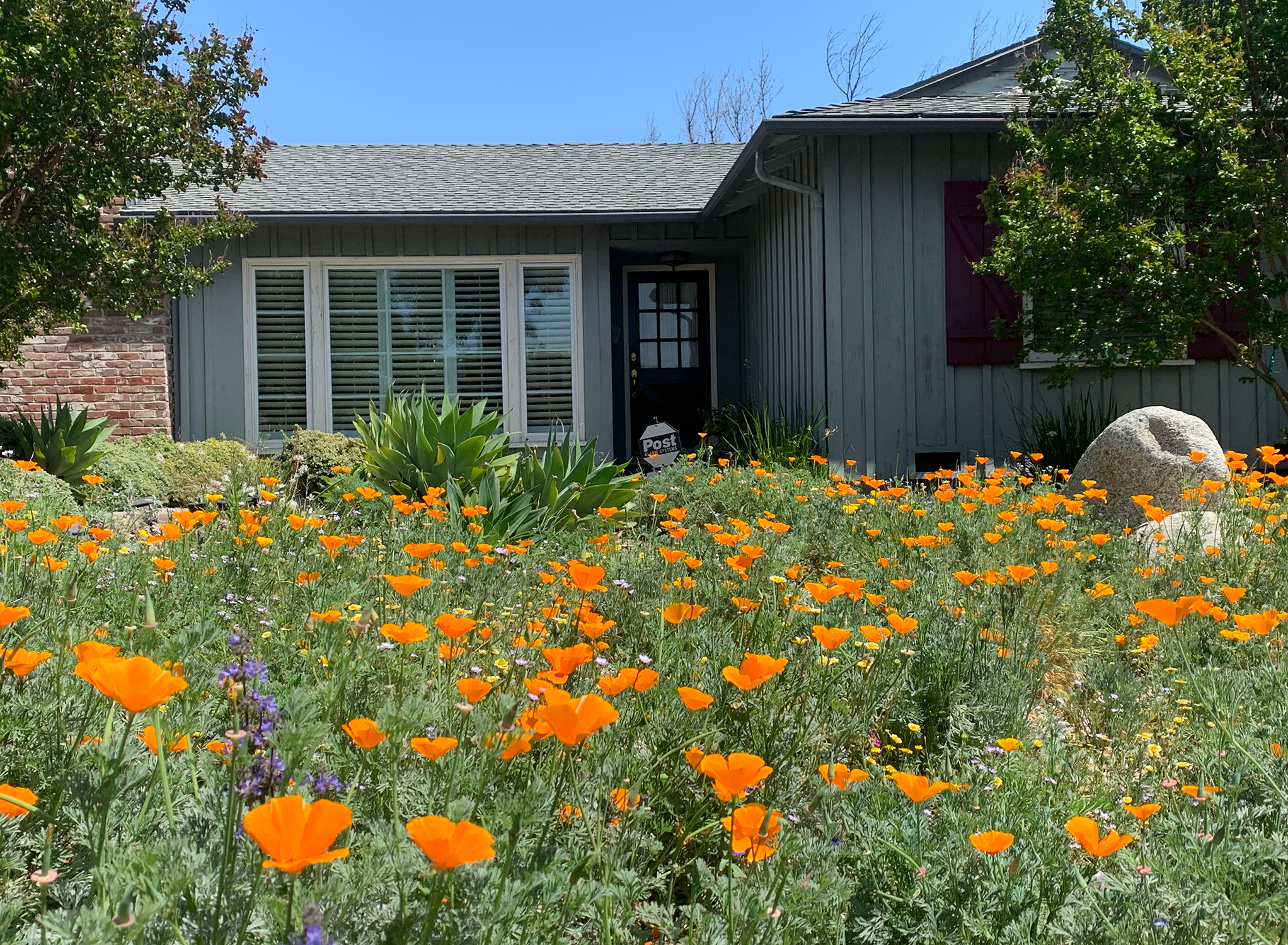 Wildflowers Lawn