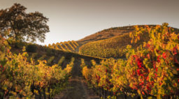 Autumn sunset in the vineyards. A view up a row of vines that are turning yellow and red. More rows of vines are in the background. A tree is off to the left. A darkening sky is in the background.