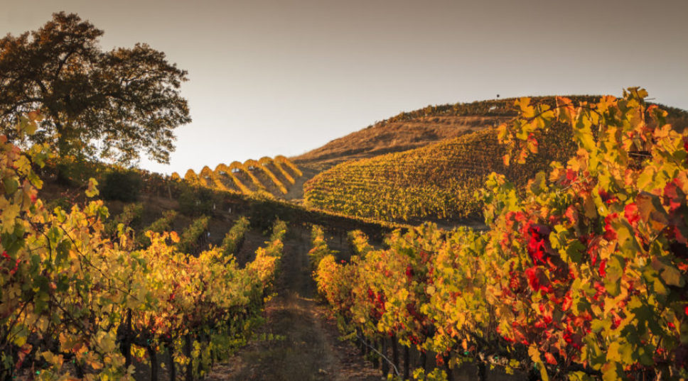 Why Late Fall Is Absolutely the Best Time to Go to Wine Country
