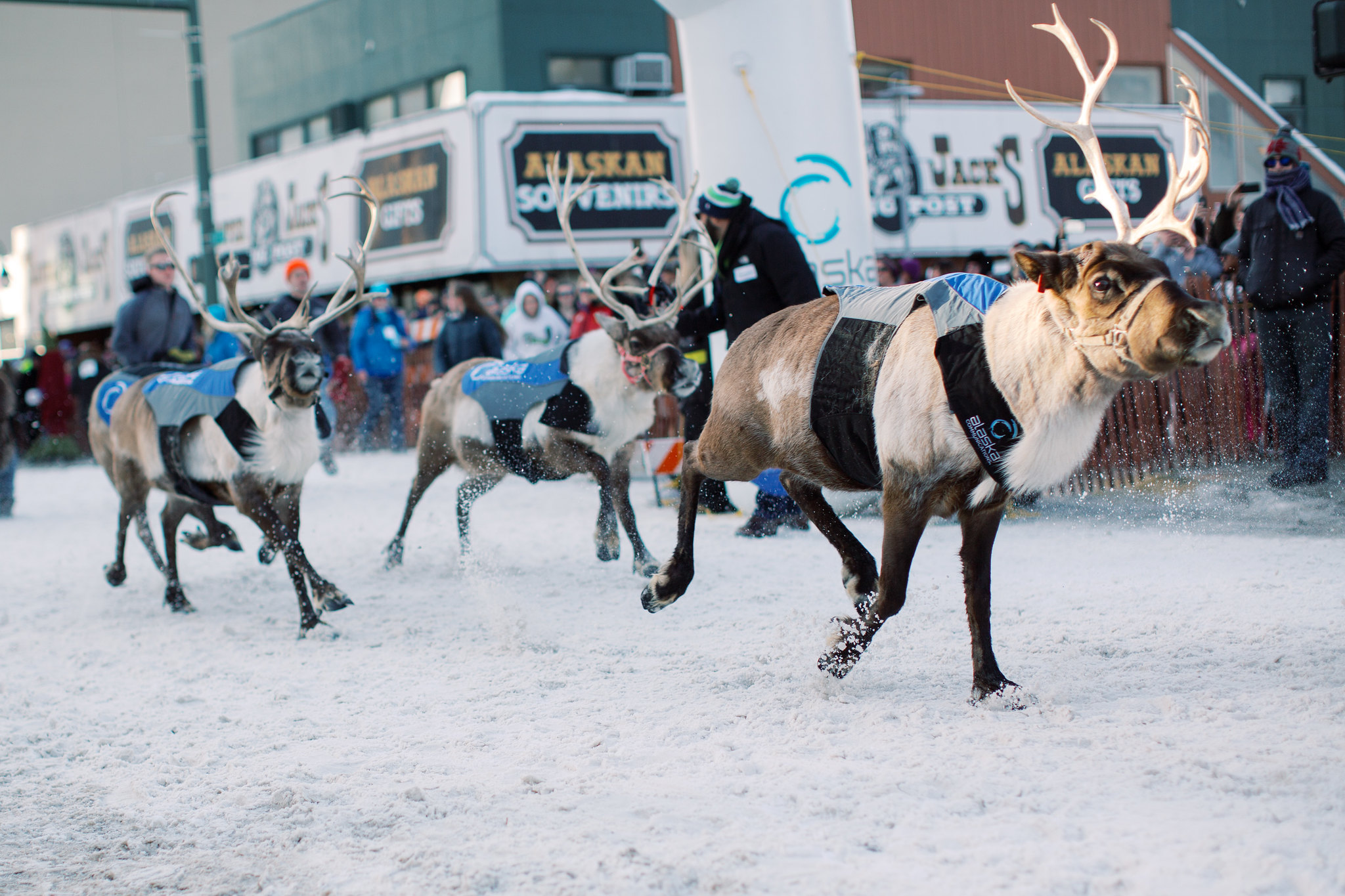 Reindeer running down street in Anchorage during Fur Rondy festival