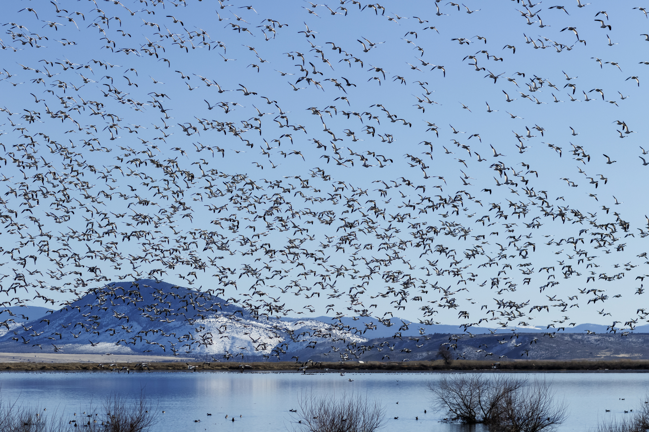 Snow geese flying in Klamath Basin National Wildlife Refuge