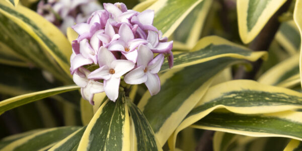 These Plants Thrive in the Winter 