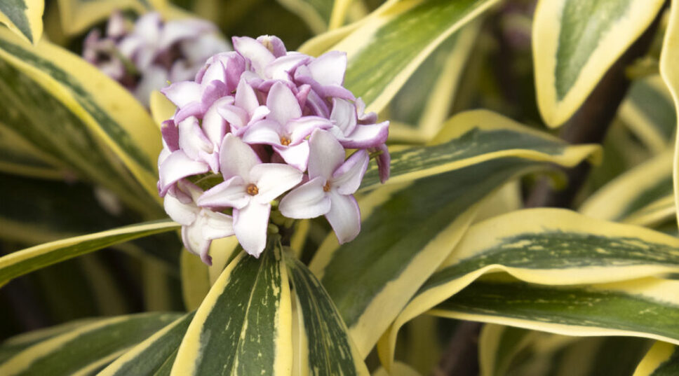 These Plants Thrive in the Winter 