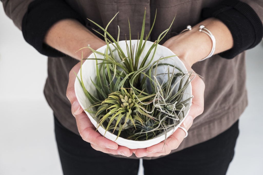 Woman holding air plants in sea shell