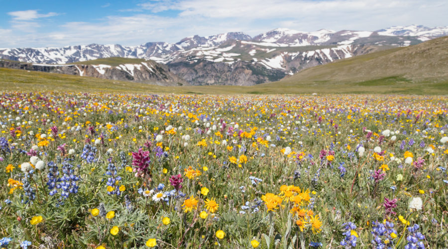 Wildflowers at Beartooth Pass at Yellowstone National Park