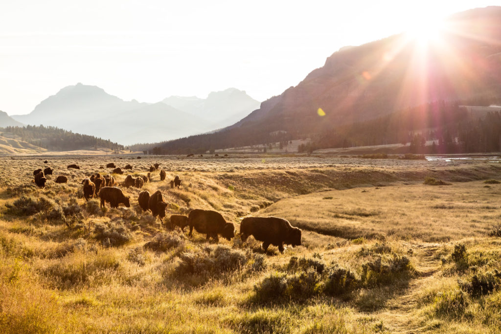 Bison group on the move at sunrise in Lamar Valley, a place you must see in Yellowstone