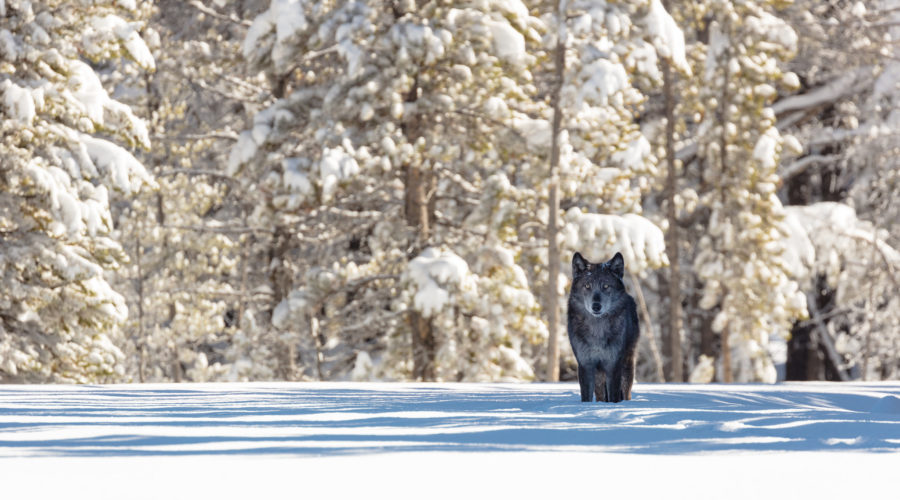 A wolf in the snow at the entrance of Artist Paint Pots in Yellowstone National Park