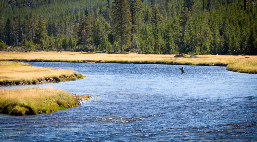 Man fly flishing on the Yellowstone River in Yellowstone National Park