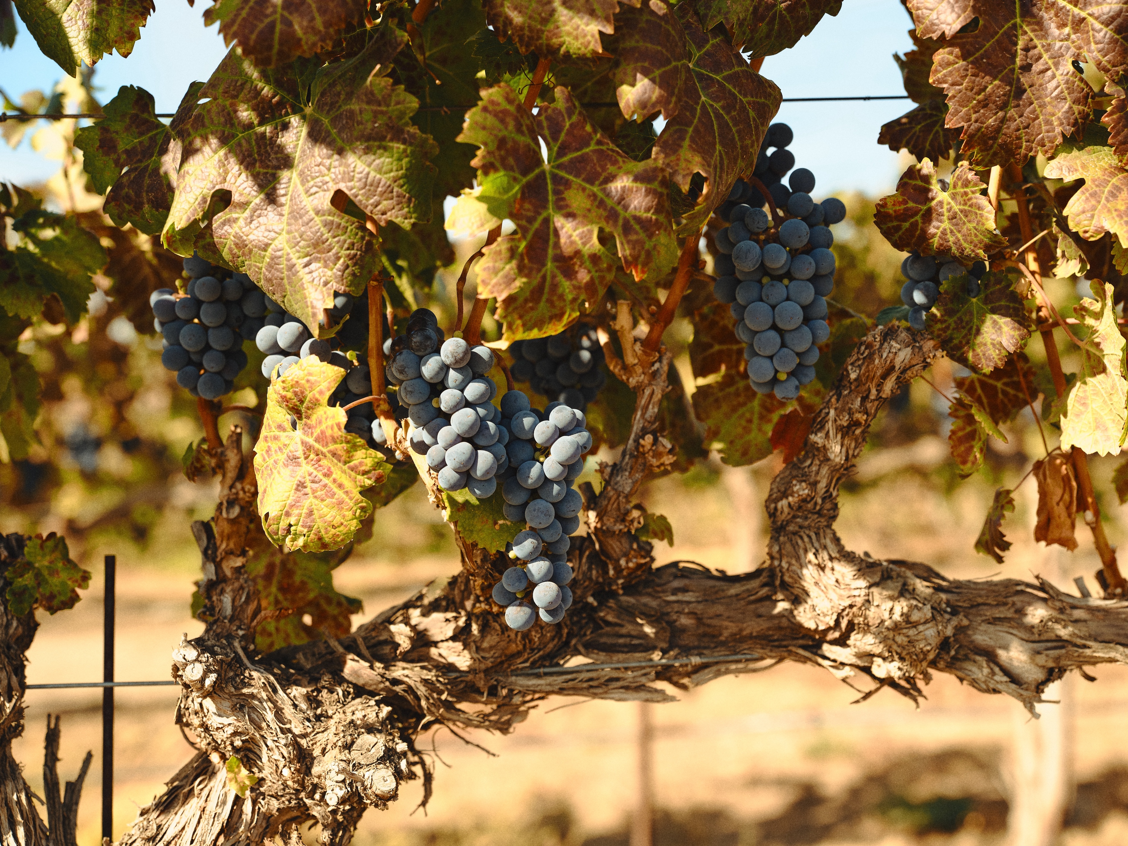 old-vines-at-kiona-estate-on-red-mountain-in-eastern-washington